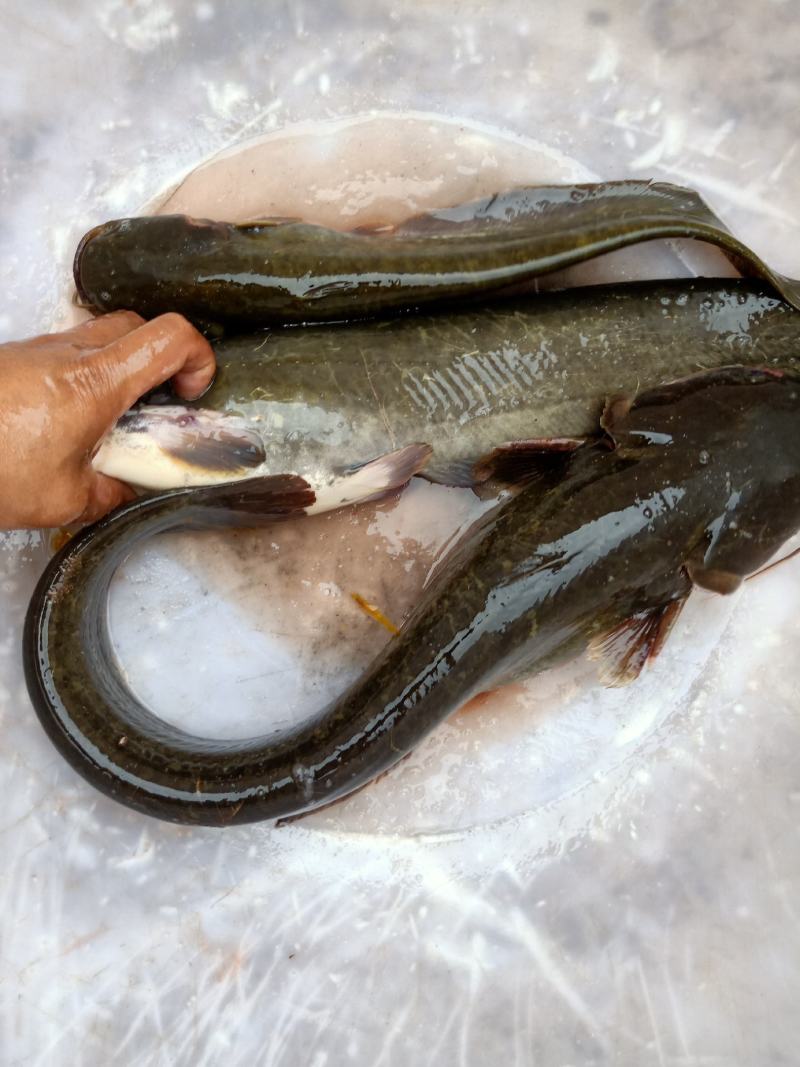 土鲶鱼