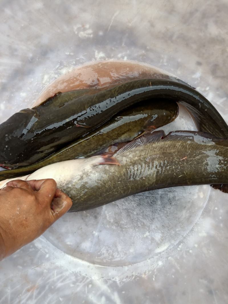 土鲶鱼
