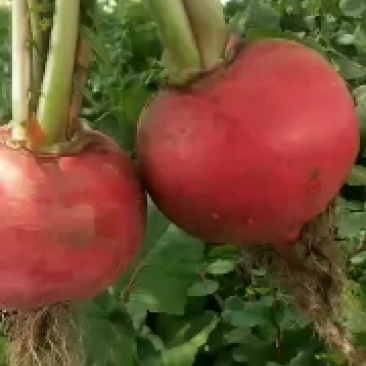 徐路北蔬菜种植基地供应大红萝卜