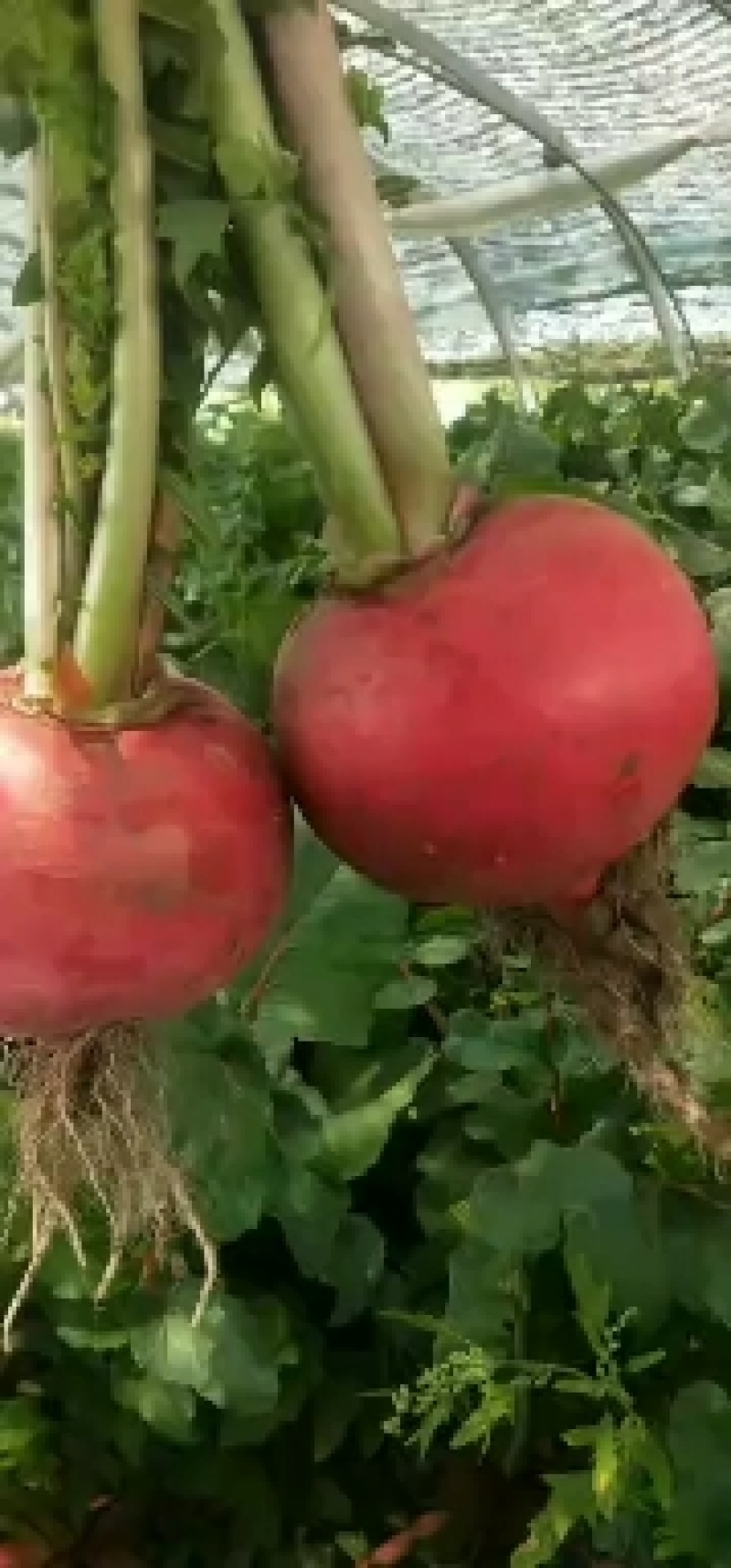 徐路北蔬菜种植基地供应大红萝卜