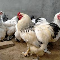 婆罗门鸡苗，青年婆罗门鸡，婆罗门鸡种鸡，下蛋的婆罗门鸡。
