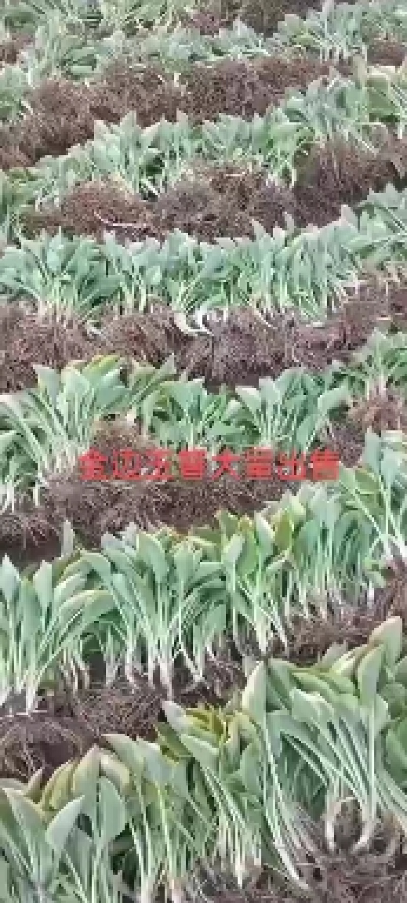 金边玉簪，苗圃基地直销，是庭院，小区，工厂绿化**选择
