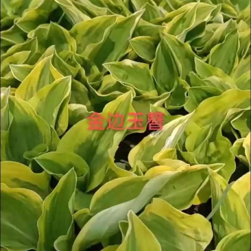 金边玉簪，苗圃基地直销，是庭院，小区，工厂绿化**选择