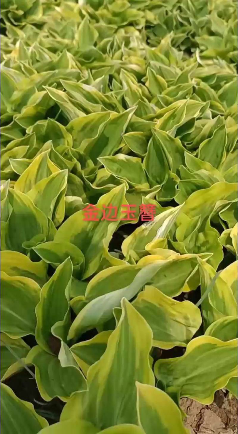 金边玉簪，苗圃基地直销，是庭院，小区，工厂绿化**选择