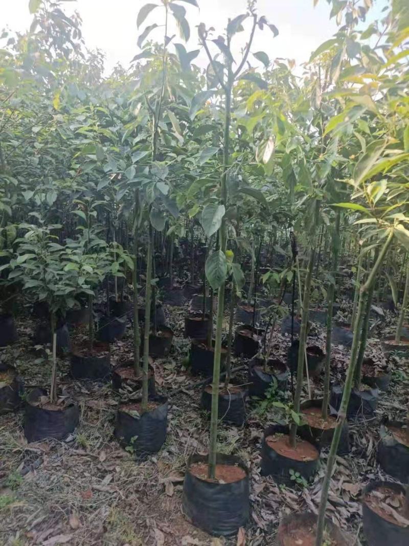 香樟袋苗，米径2.7-3.1公分