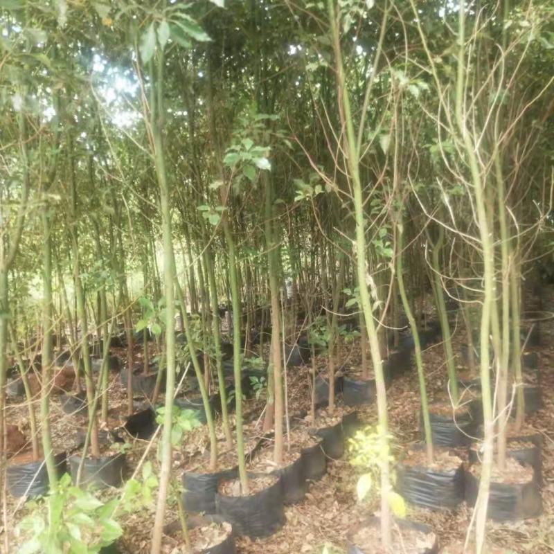 香樟袋苗，米径2.7-3.1公分