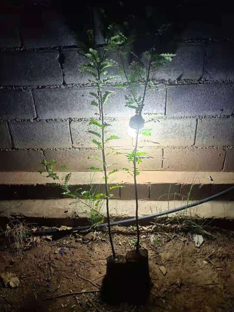 精品清香木袋苗基地直供，数量多