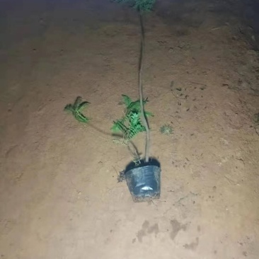 精品清香木袋苗基地直供，数量多