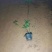 精品清香木袋苗基地直供，数量多