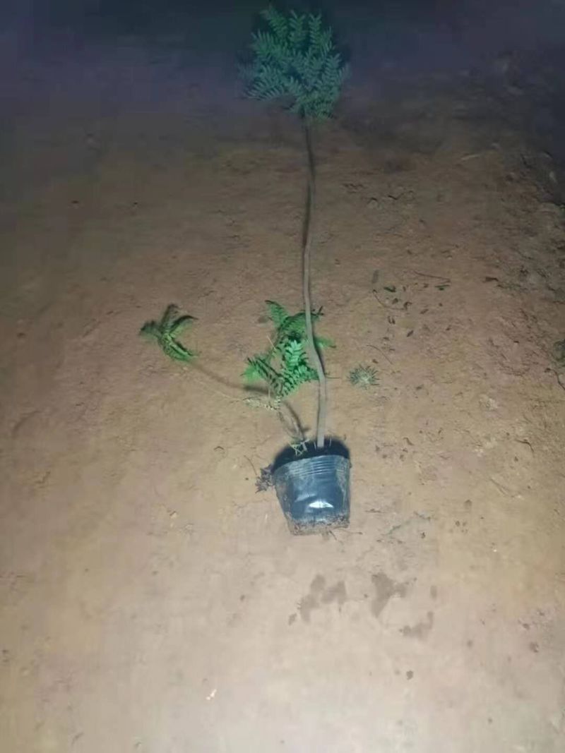 精品清香木袋苗基地直供，数量多
