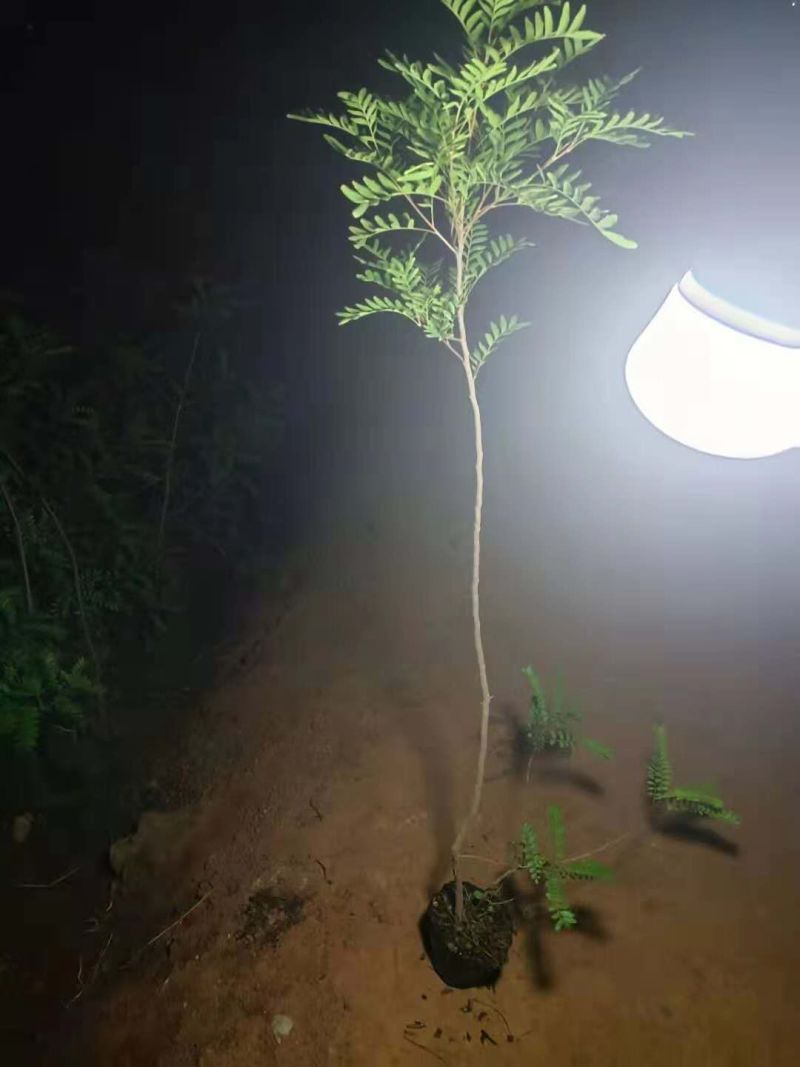 精品清香木袋苗基地直供，数量多