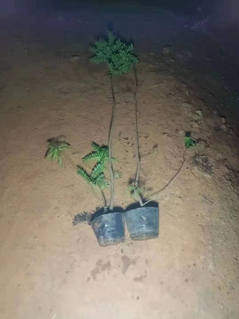 精品清香木袋苗基地直供，数量多