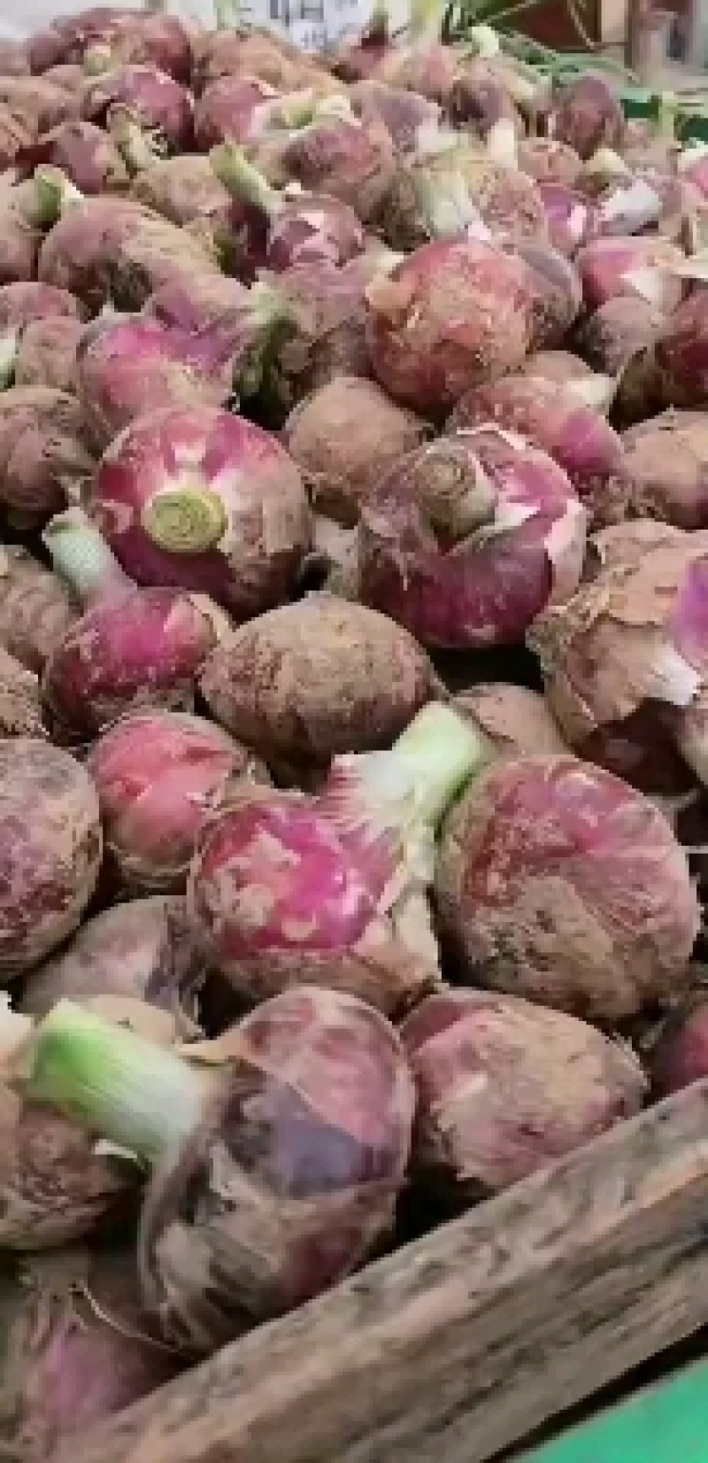 精品红皮洋葱，产地直供，代发全国，诚信经营，专业电商共