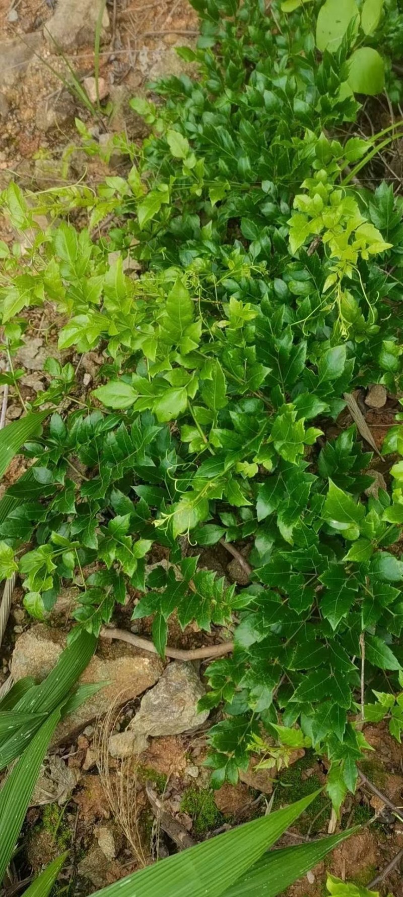 藤茶