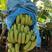 热带水果巴西蕉徐闻香蕉