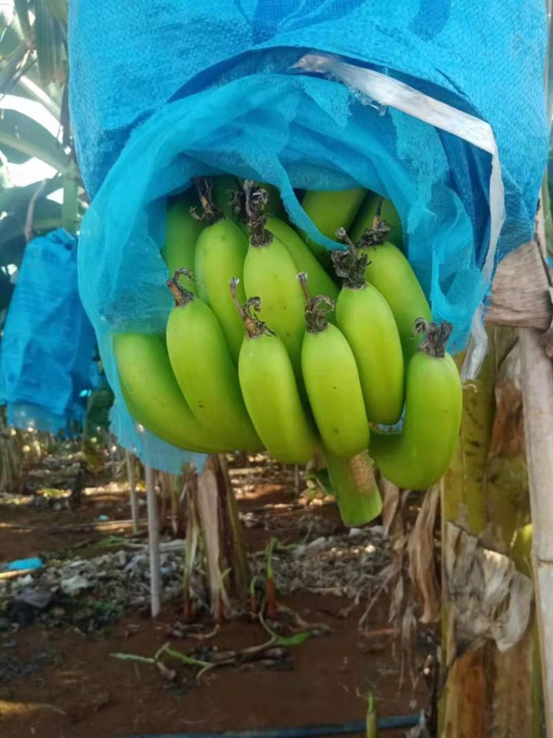 热带水果巴西蕉徐闻香蕉