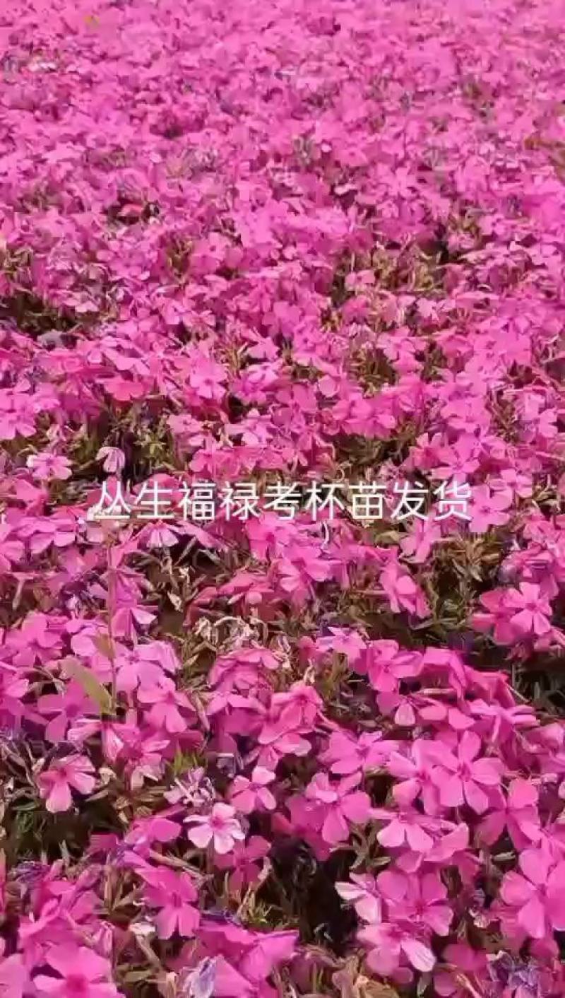 丛生福禄考，辽宁基地直销，花海用苗，欢迎致定购买