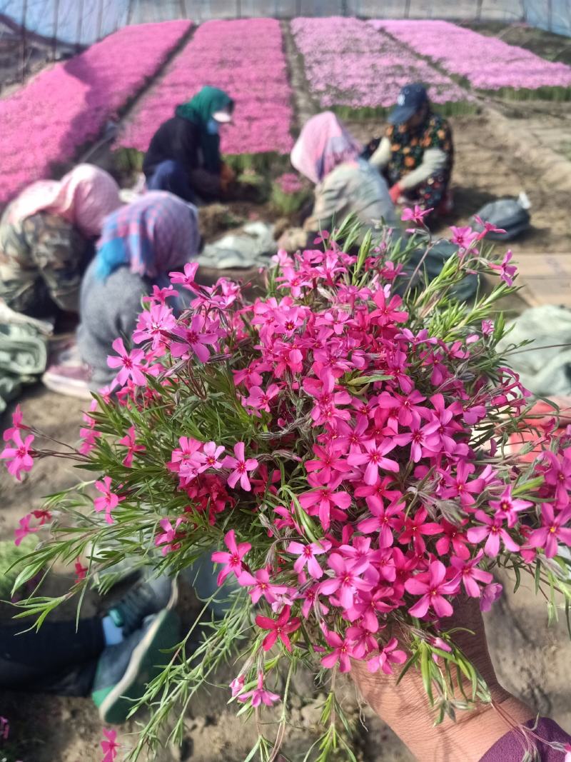 丛生福禄考，辽宁基地直销，花海用苗，欢迎致定购买