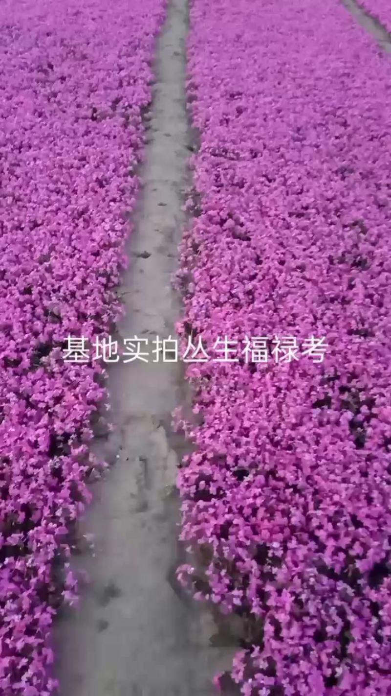 丛生福禄考，辽宁基地直销，花海用苗，欢迎致定购买