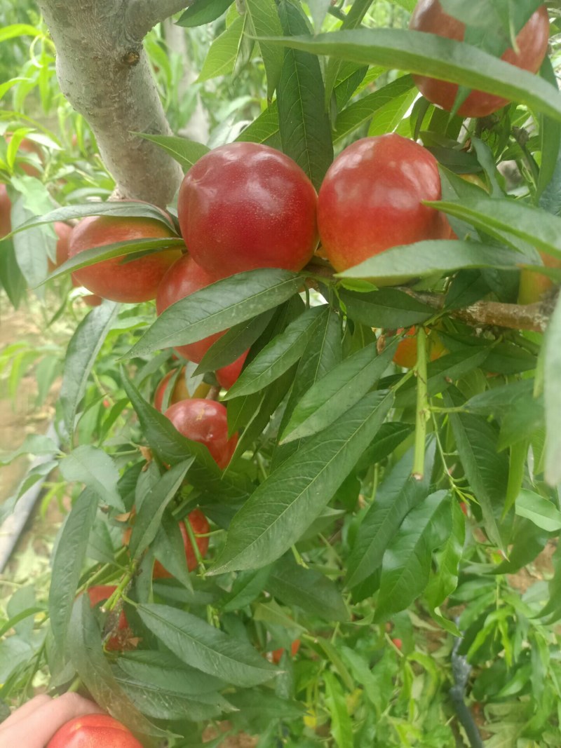 山东油桃.平邑万亩油桃早四现已大量上市二两起步.皮薄肉厚