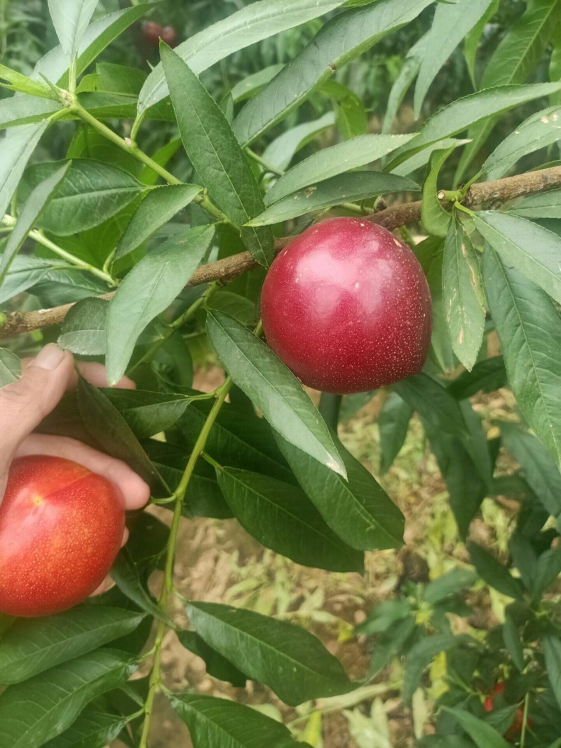 山东油桃.平邑万亩油桃早四现已大量上市二两起步.皮薄肉厚