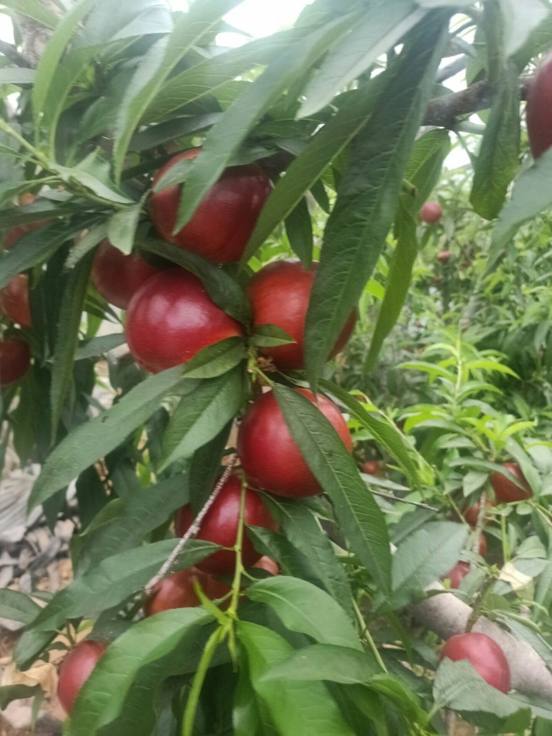 山东油桃.平邑万亩油桃早四现已大量上市二两起步.皮薄肉厚