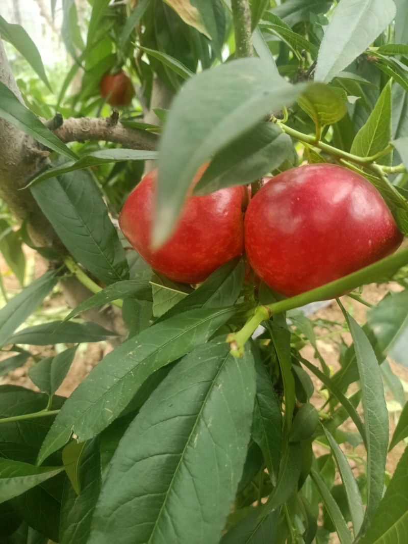 山东油桃.平邑万亩油桃早四现已大量上市二两起步.皮薄肉厚