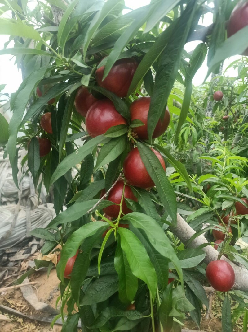 山东油桃.平邑万亩油桃早四现已大量上市二两起步.皮薄肉厚