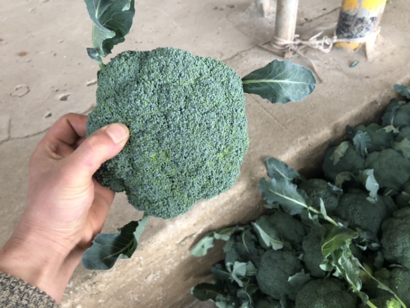 精品蔬菜大量上市，东西质量好