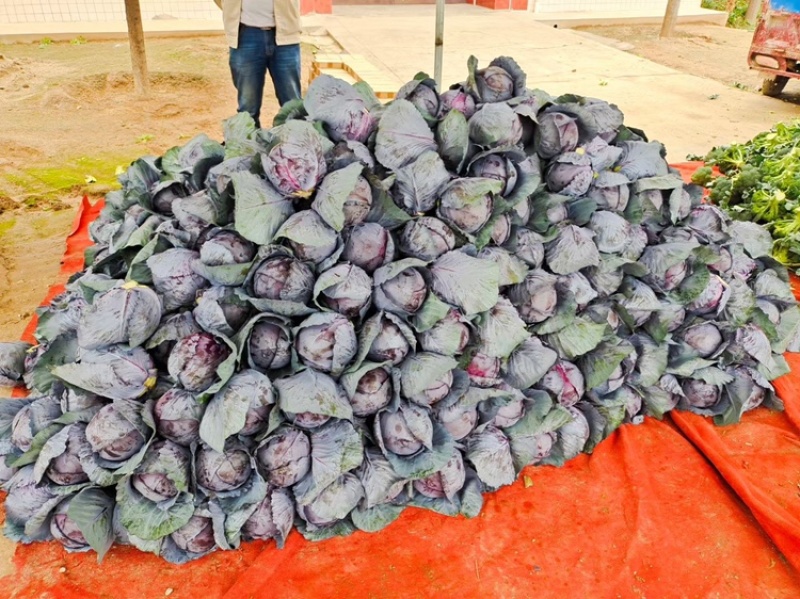 精品蔬菜大量上市，东西质量好