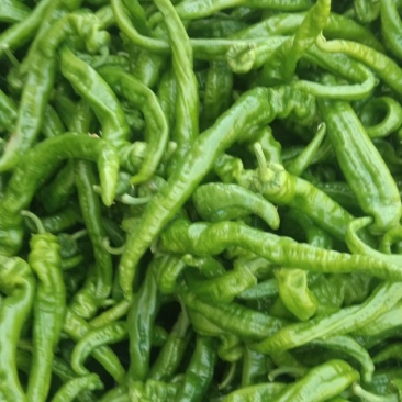 精品蔬菜大量上市，东西质量好