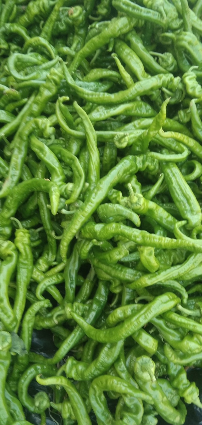 精品蔬菜大量上市，东西质量好