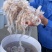 精品海蜇丝白花丝珊瑚海蜇丝批发工厂直发资质齐全一手货