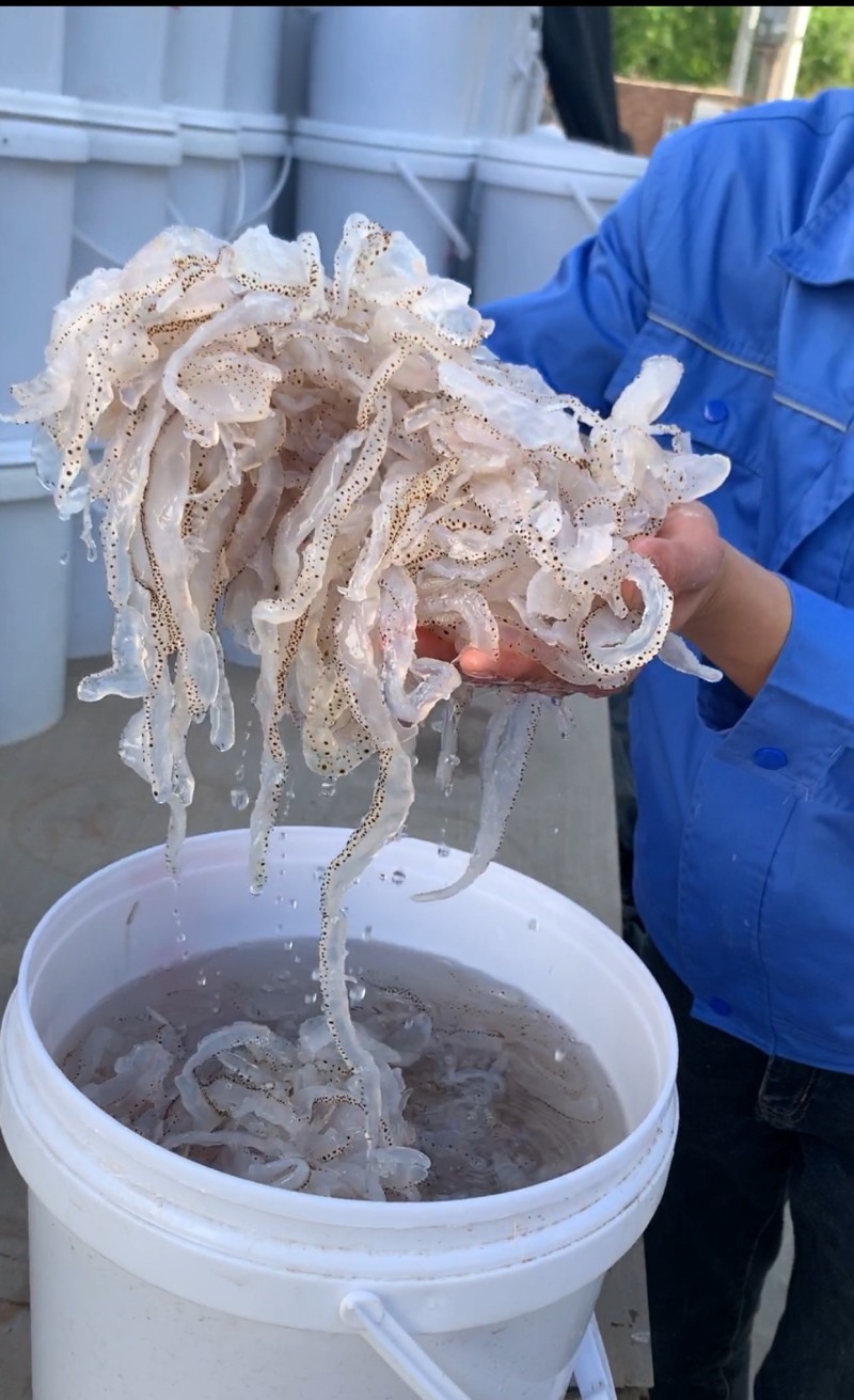 精品海蜇丝白花丝珊瑚海蜇丝批发工厂直发资质齐全一手货