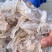 精品海蜇丝白花丝珊瑚海蜇丝批发工厂直发资质齐全一手货