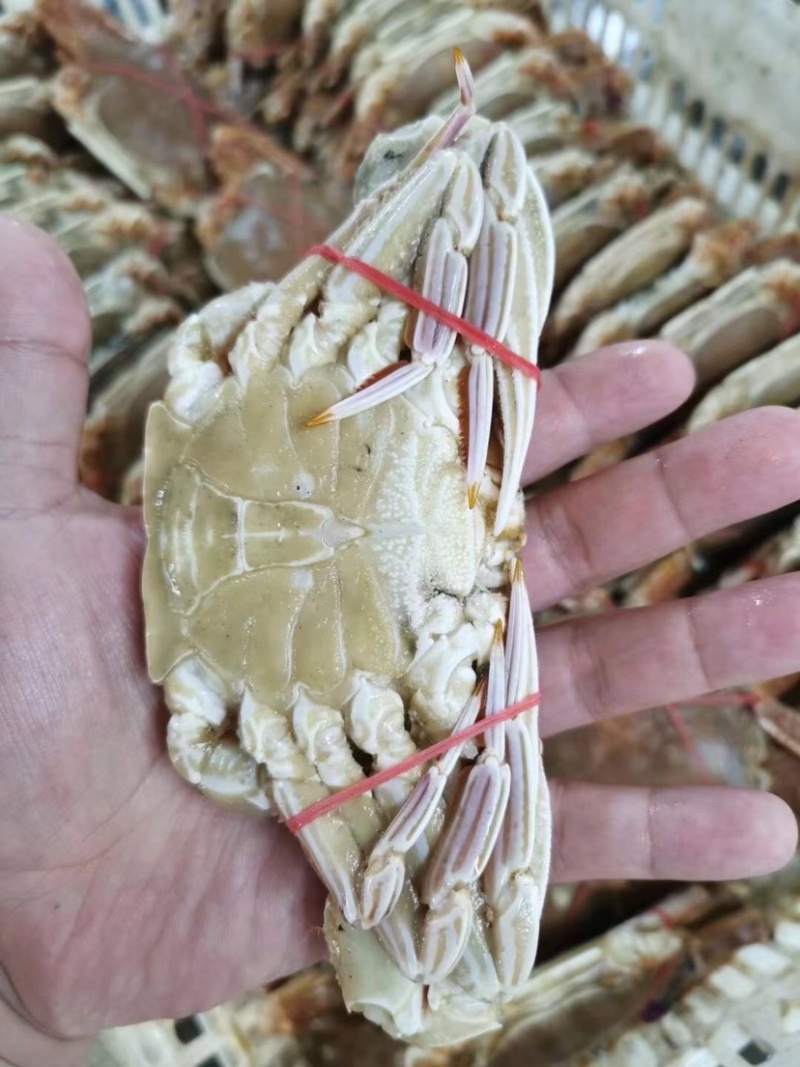 单冻扁蟹盒装扁蟹400克都有