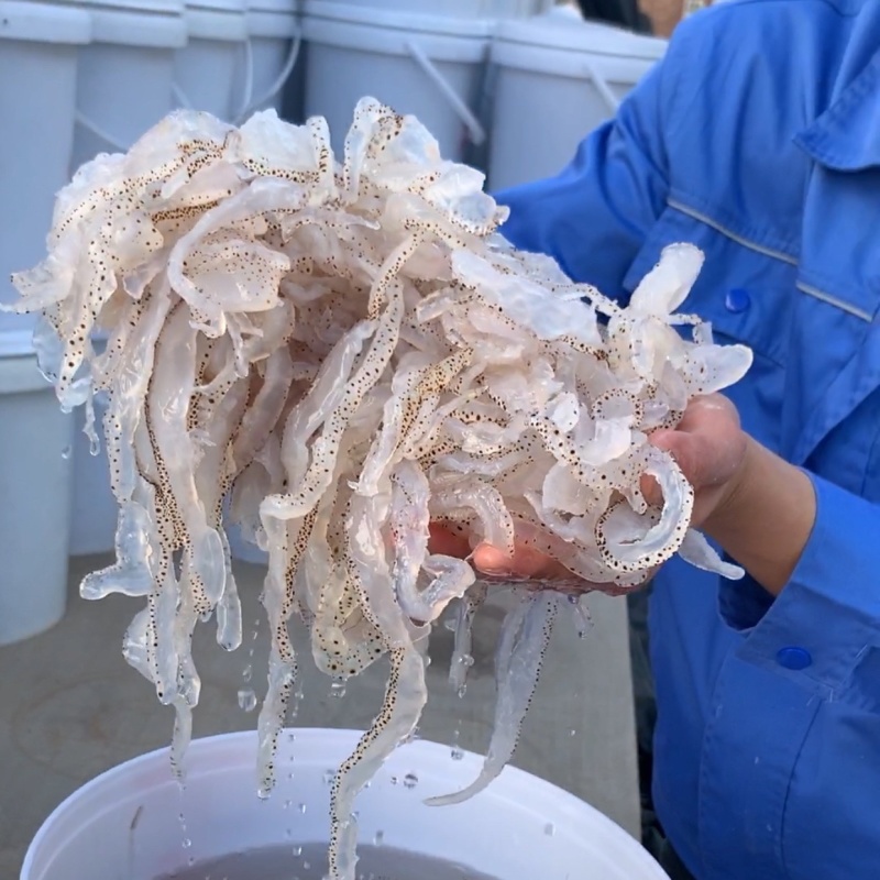 精品海蜇丝白花丝珊瑚海蜇丝批发工厂直发资质齐全一手货