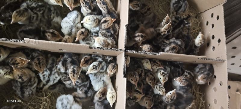 火鸡苗贝蒂娜尼古拉青铜火鸡苗包邮包成活