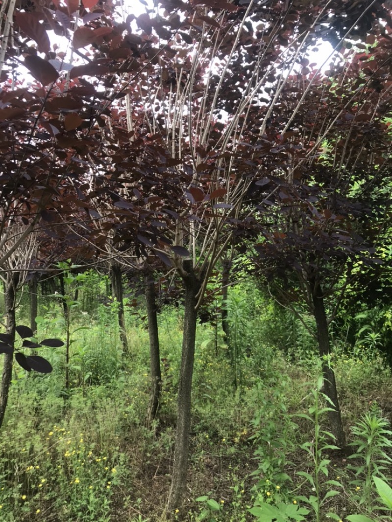 红栌，黄栌，4到15公分，大量出圃，树形优美