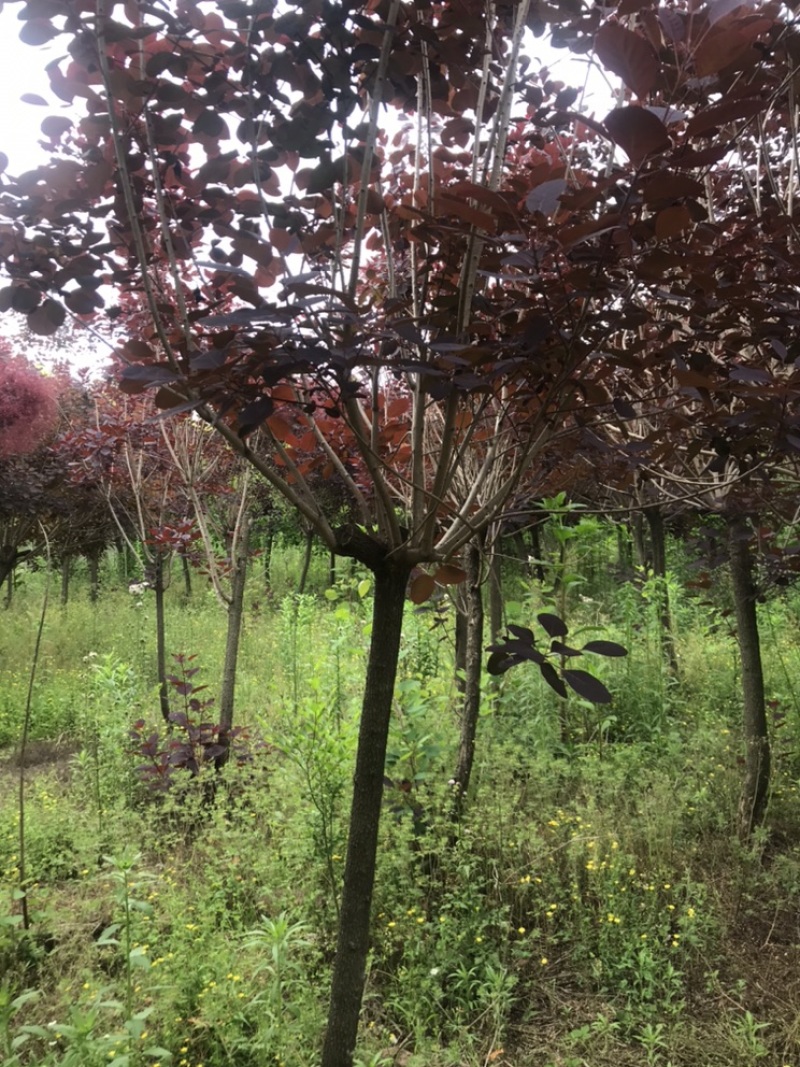 红栌，黄栌，4到15公分，大量出圃，树形优美