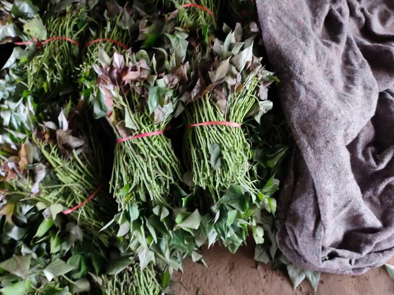 开封脱毒红薯苗地瓜苗品种齐全现挖现发提供技术指导