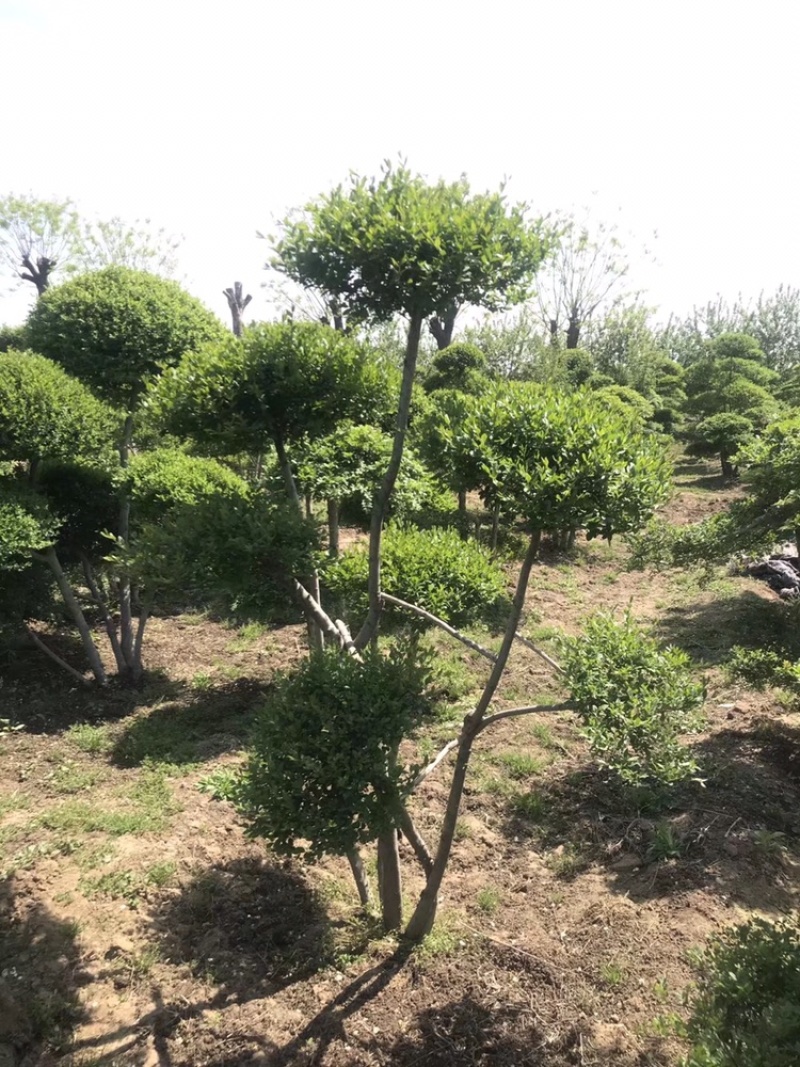 造型小叶女贞，精品树形北方货，高度2到3米