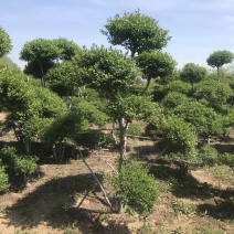 造型小叶女贞，精品树形北方货，高度2到3米