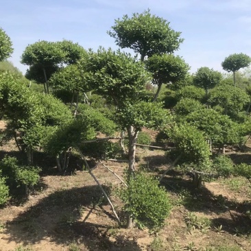 造型小叶女贞，精品树形北方货，高度2到3米