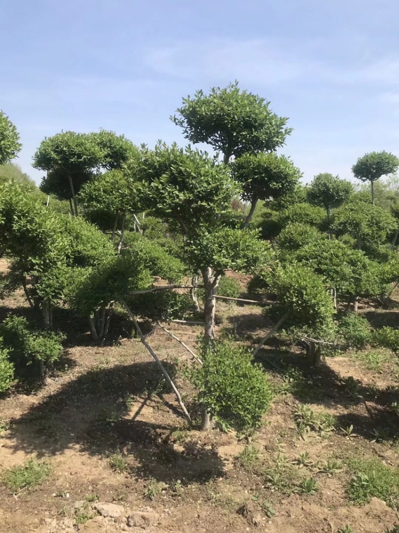 造型小叶女贞，精品树形北方货，高度2到3米