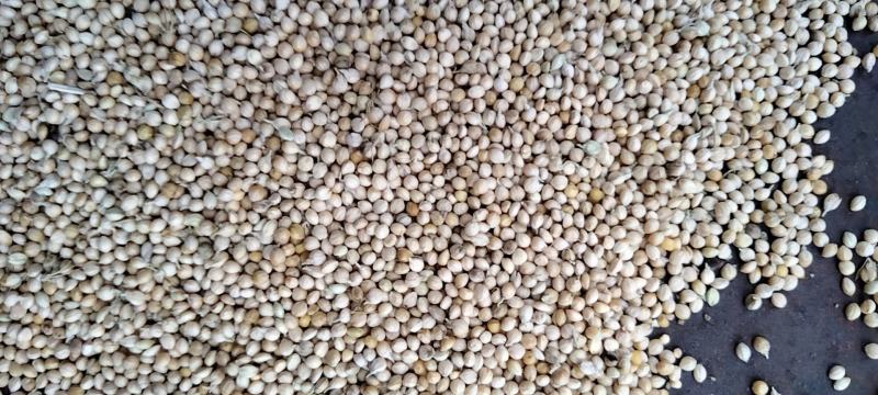大量供应24年新谷、毛货、种类多样，质量优良！