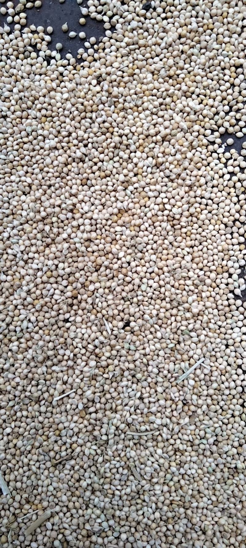 大量供应24年新谷、毛货、种类多样，质量优良！