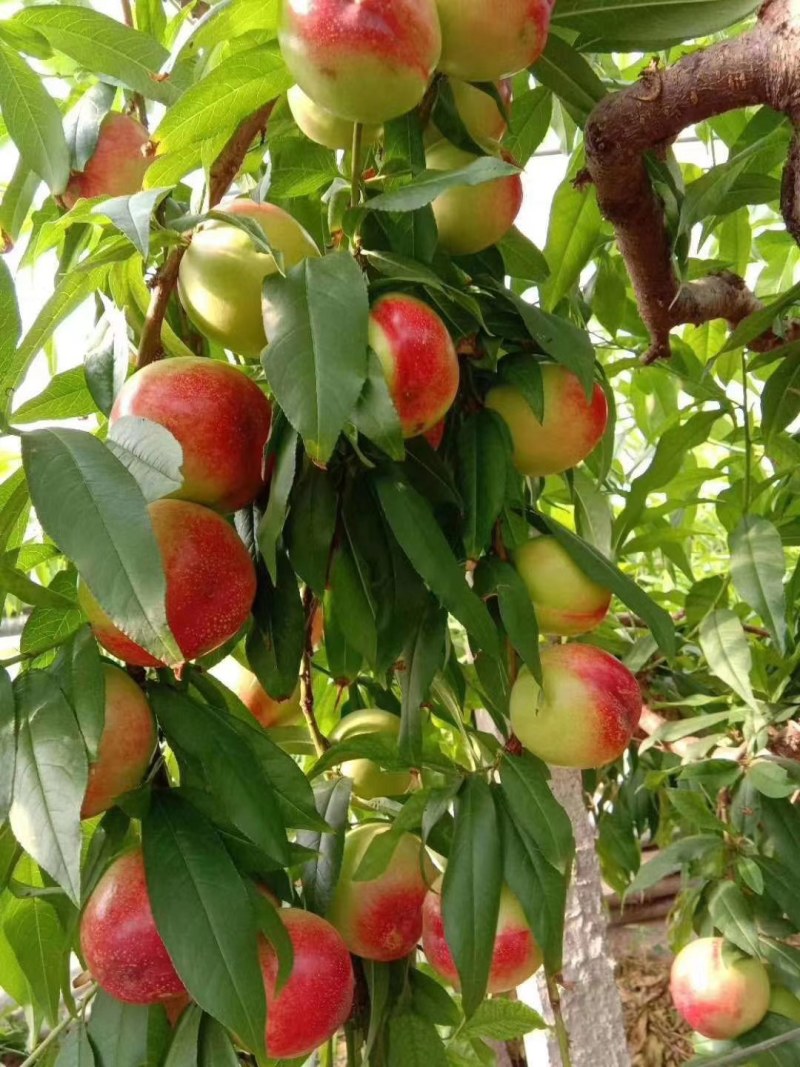 芒果油桃