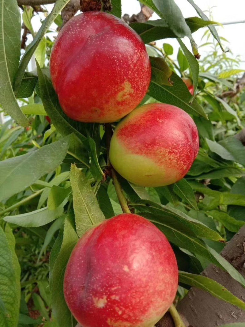 芒果油桃