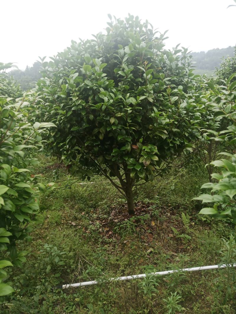 茶花